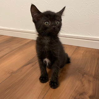 生後2ヶ月の黒猫ちゃん🐈‍⬛里親募集