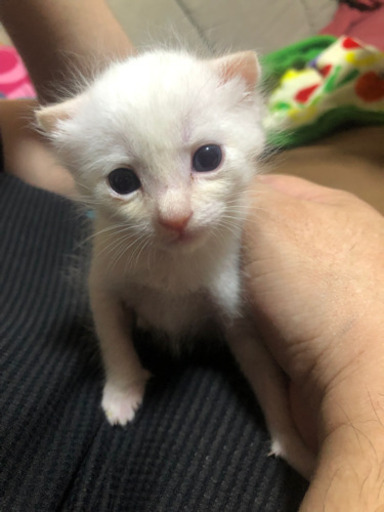 しましましっぽの白猫ちゃん男の子 里親様決定しました ぼおちゃん 野芥の猫の里親募集 ジモティー