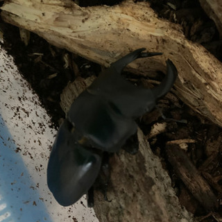 値下げ　クワガタ　カブト　メダカ　コンテナ　ラック等 値下げ クワガタ カブト メダカ コンテナ ラック等