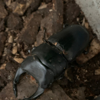 値下げ　クワガタ　カブト　メダカ　コンテナ　ラック等 値下げ クワガタ カブト メダカ コンテナ ラック等