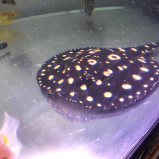 値下げしました、淡水エイ　　ダイヤモンドポルカ　オス
