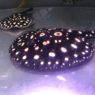 ダイヤモンドポルカ（オス）