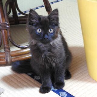 ふわふわな長毛の黒猫くん（オス・2ヶ月） - 猫