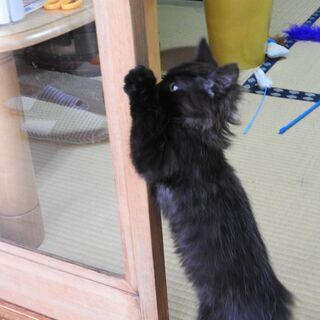 ふわふわな長毛の黒猫くん（オス・2ヶ月） − 福岡県