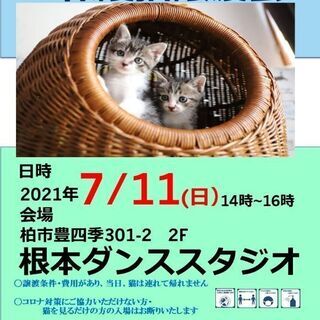 猫のための譲渡会