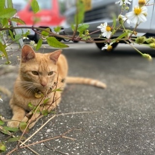 茶トラオス・迷子猫・探してます！ − 沖縄県