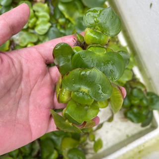 メダカの越冬用のベッドに❗️水草　ホテイ草　ホテイアオイ　５０円