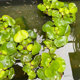 メダカの越冬用のベッドに 水草ホテイ草ホテイアオイ５０円 ゆたかメダカ 大倉山のその他の中古あげます 譲ります ジモティーで不用品の処分