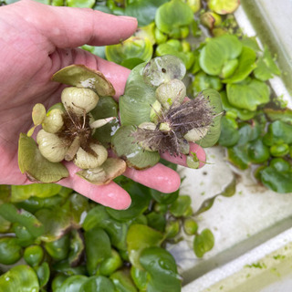 メダカの越冬用のベッドに 水草ホテイ草ホテイアオイ５０円 ゆたかメダカ 大倉山のその他の中古あげます 譲ります ジモティーで不用品の処分