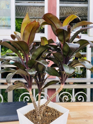 観葉植物コルディリネ パープルコンパクタ 千年木 ヨシ子の孫 島尻のインテリア雑貨 小物 置物 オブジェ の中古あげます 譲ります ジモティーで不用品の処分