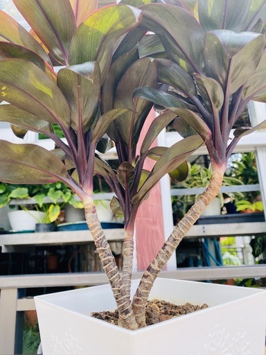 観葉植物コルディリネ パープルコンパクタ 千年木 ヨシ子の孫 島尻のインテリア雑貨 小物 置物 オブジェ の中古あげます 譲ります ジモティーで不用品の処分