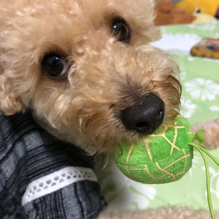 沖縄県の犬の里親募集 ジモティー