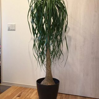 【観葉植物】トックリラン (ポニーテール) 全長約147cm
