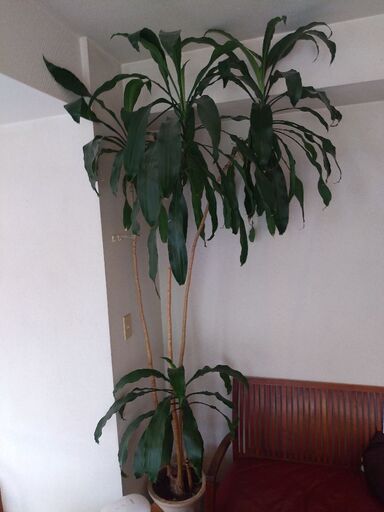 観葉植物 高さ約2.5m インテリア