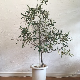 【ネット決済】オリーブ鉢植え（約120cm）