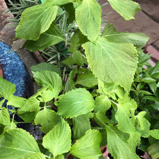 中古青紫蘇が無料 格安で買える ジモティー