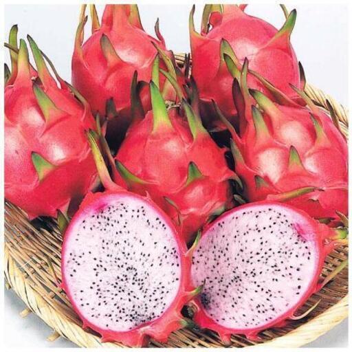 火龍果 ドラゴンフルーツ の苗 たまこ 植松のその他の中古あげます 譲ります ジモティーで不用品の処分