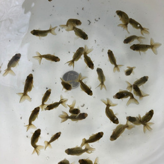 高知県の中古稚魚が無料 格安で買える ジモティー