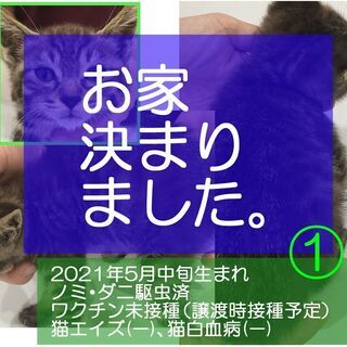 2021年5月生の子猫*3 【※全員決定】 - 金沢市