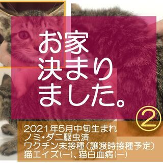 2021年5月生の子猫*3 【※全員決定】 - 猫