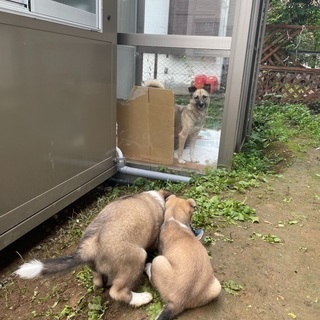 対応が追い付かずごめんなさいありがとうございました - 犬