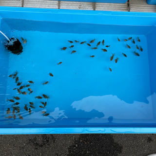 中古ピンポンパールが無料 格安で買える 2ページ目 ジモティー