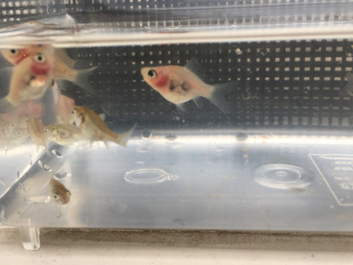 金魚稚魚玉サバ福ダルマ ふくちゃん 伊丹のその他の中古あげます 譲ります ジモティーで不用品の処分 金魚稚魚玉サバ福ダルマ ふくちゃん 伊丹のその他の中古あげます 譲ります ジモティーで不用品の処分