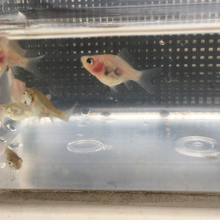 金魚　稚魚　玉サバ　福ダルマ