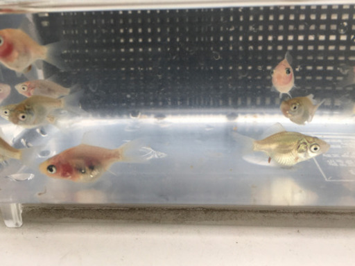 金魚稚魚玉サバ福ダルマ ふくちゃん 伊丹のその他の中古あげます 譲ります ジモティーで不用品の処分 金魚稚魚玉サバ福ダルマ ふくちゃん 伊丹のその他の中古あげます 譲ります ジモティーで不用品の処分