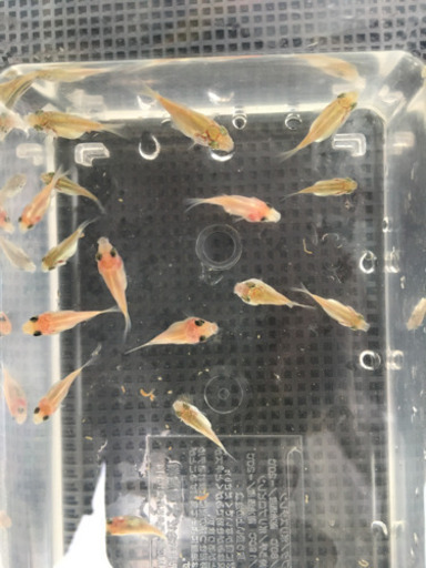 金魚稚魚玉サバ福ダルマ ふくちゃん 伊丹のその他の中古あげます 譲ります ジモティーで不用品の処分 金魚稚魚玉サバ福ダルマ ふくちゃん 伊丹のその他の中古あげます 譲ります ジモティーで不用品の処分