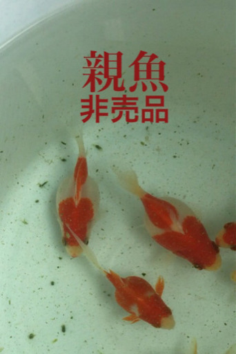 金魚稚魚玉サバ福ダルマ ふくちゃん 伊丹のその他の中古あげます 譲ります ジモティーで不用品の処分 金魚稚魚玉サバ福ダルマ ふくちゃん 伊丹のその他の中古あげます 譲ります ジモティーで不用品の処分