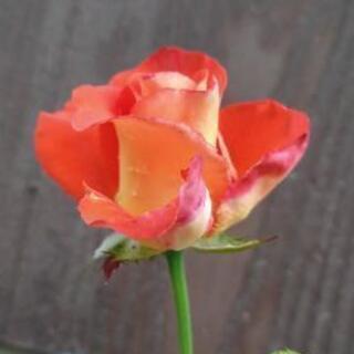 【一旦中止】珍しい薔薇苗