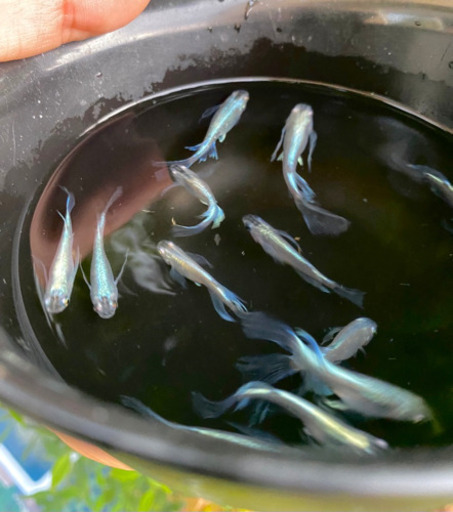 めだか 青幹之鰭長メダカ稚魚10匹 Matsu 井田川のその他の中古あげます 譲ります ジモティーで不用品の処分