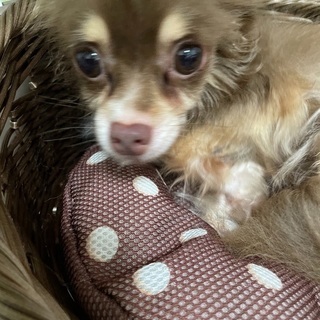 神奈川県 横浜市の犬の里親募集 ジモティー