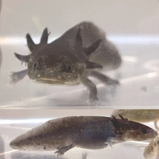 中古ウーパールーパーが無料 格安で買える ジモティー