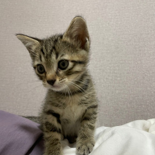 茨城県の猫の里親募集 ジモティー