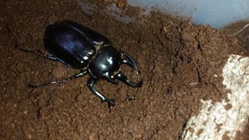アクティオンゾウカブトの販売です