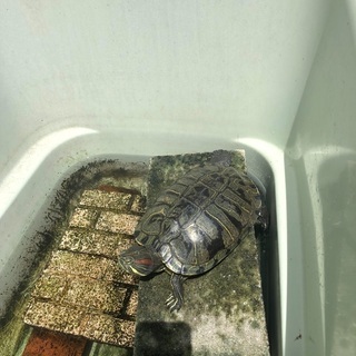 ミドリガメ！亀の里親募集🐢