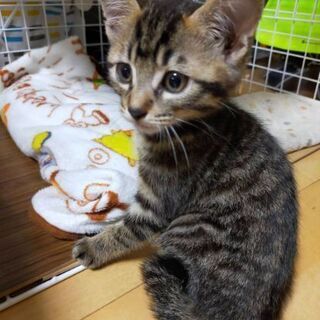 多頭飼育からのレスキュー1