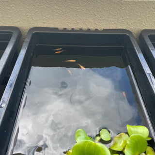 卑弥呼 親10匹 子16匹 PSB10本