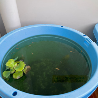 卑弥呼 親10匹 子16匹 PSB10本