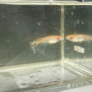 卑弥呼 親10匹 子16匹 PSB10本