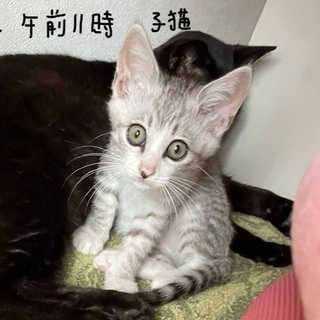 白っぽくて灰色のシマシマの子猫を探しています！