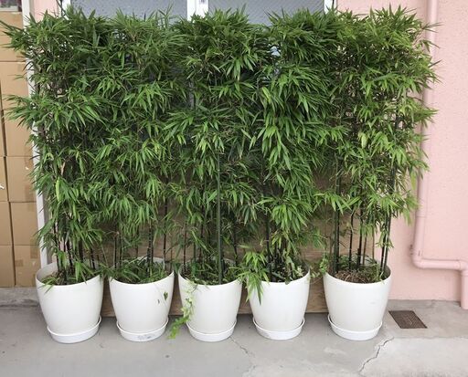 黒竹 植木鉢 10個セット 高さ1.8m 立派 豪華