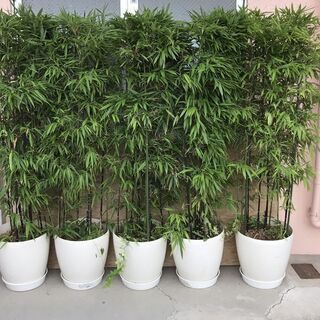 黒竹 植木鉢 10個セット 高さ1.8m 立派 豪華