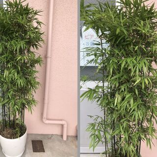 黒竹 植木鉢 10個セット 高さ1.8m 立派 豪華 黒竹 植木鉢 10個セット 高さ1.8m 立派 豪華