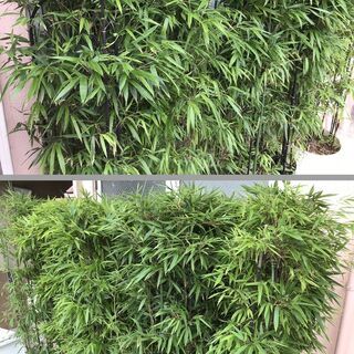 黒竹 植木鉢 10個セット 高さ1.8m 立派 豪華