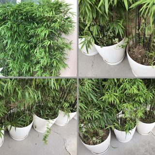 黒竹 植木鉢 10個セット 高さ1.8m 立派 豪華