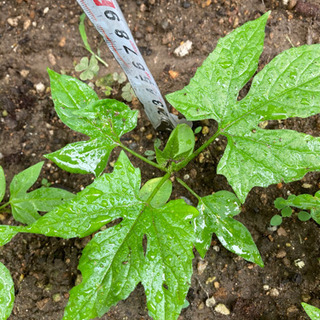 中古スズメウリが無料 格安で買える ジモティー