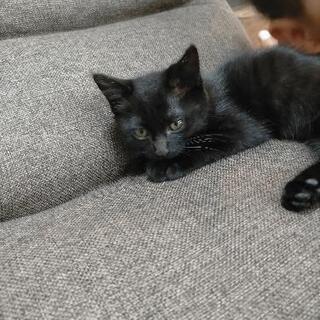黒猫 メス 1ヶ月半 − 福岡県